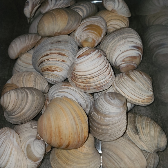 3 Random Natural Venus Clam Shells - Picture 5 of 10